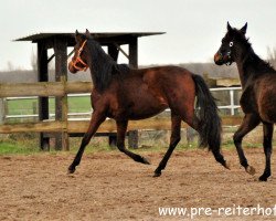 broodmare Gloria S (Pura Raza Espanola (PRE), 2017, from Oculto III)