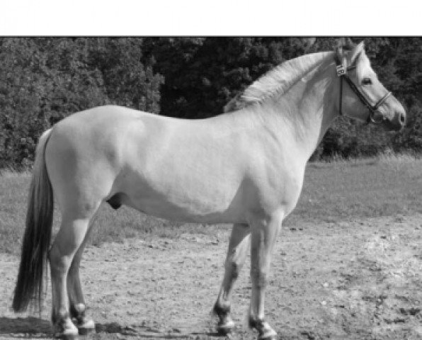 stallion Merkur Skovå (Fjord Horse, 2006, from Florian Skovå)