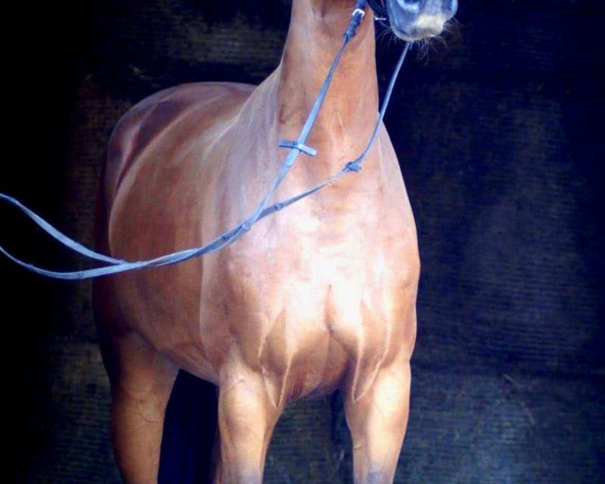 jumper Cloé 2 (Zweibrücken, 2012, from Fbw Cassius Clay)