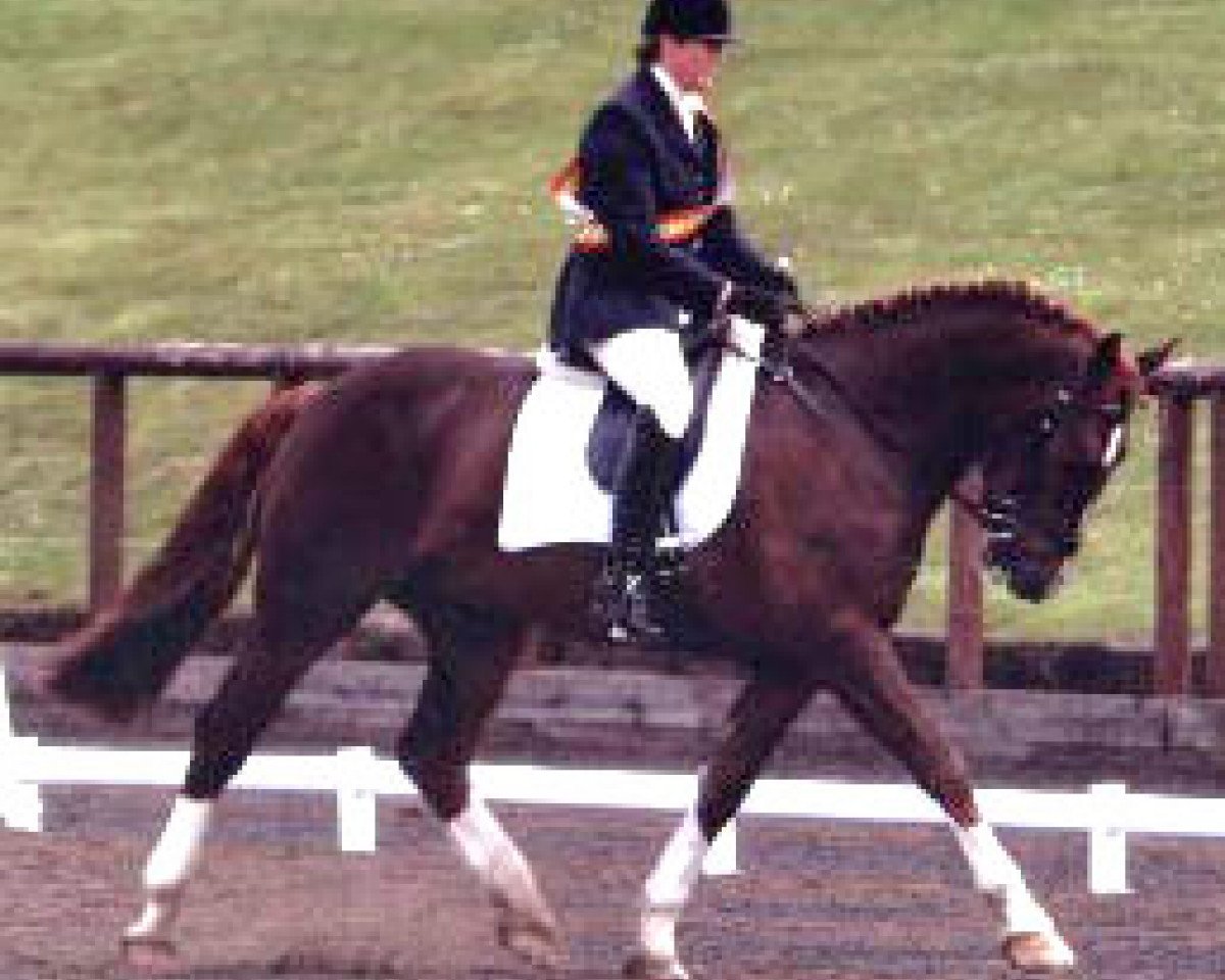stallion Rockrimmon Robusticus (Irish Draft Horse, 2000, from Castana)