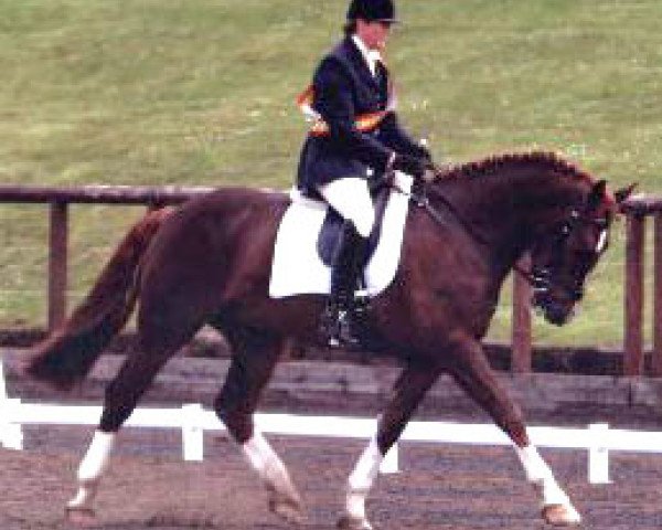 Deckhengst Rockrimmon Robusticus (Irish Draught Horse, 2000, von Castana)