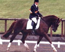 Deckhengst Rockrimmon Robusticus (Irish Draught Horse, 2000, von Castana)