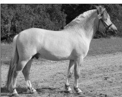 stallion Lukas Hovborg (Fjord Horse, 2006, from Mosegårdens Splint)