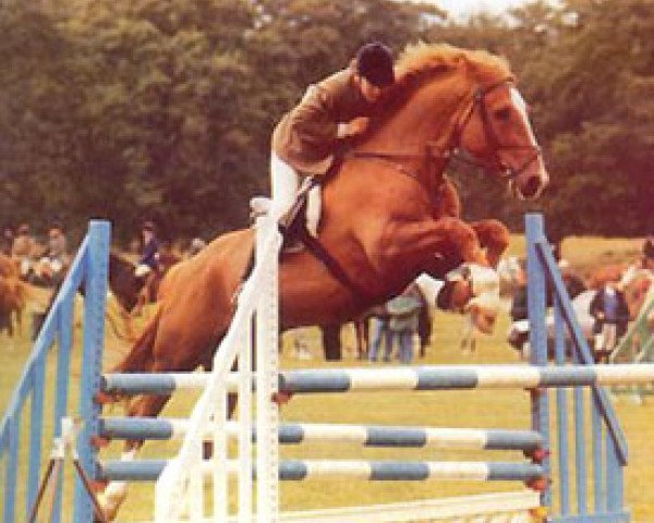 Deckhengst Pride of Meath (Irish Draught Horse, 1987, von Pride of Shaunlara)