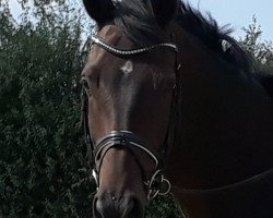 Springpferd Manilla (Trakehner, 2010, von Prinz K3)