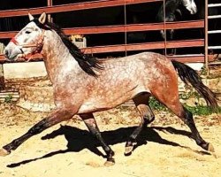 horse Tacon TB II (Pura Raza Espanola (PRE), 2016)