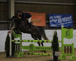 jumper Stak Cornet (Oldenburg show jumper, 2014, from Stakkato)