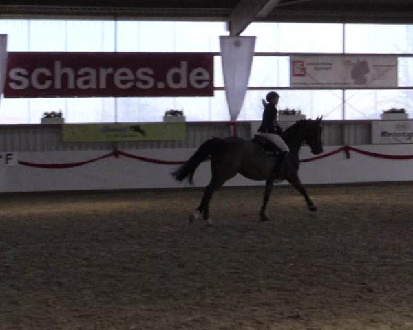 Reitturnier Rhede-Krommert 2017