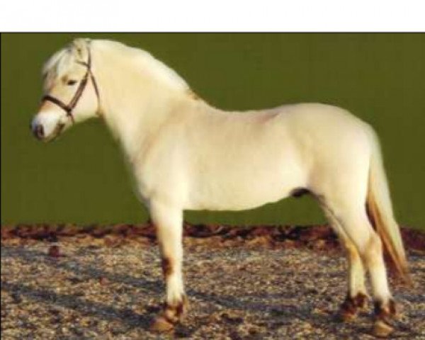 stallion Unik Frølunde (Fjord Horse, 2005, from Højgaards Bacardi)