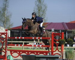 jumper Carabatic (German Warmblood, 2009, from Claro Que Si)