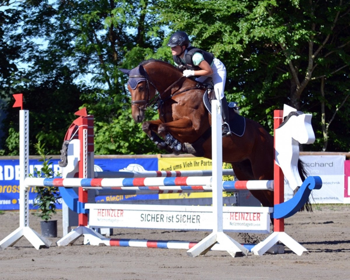jumper Abbygale 4 (German Sport Horse, 2010, from Acadius)