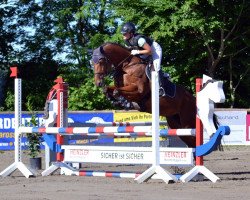 Springpferd Abbygale 4 (Deutsches Sportpferd, 2010, von Acadius)