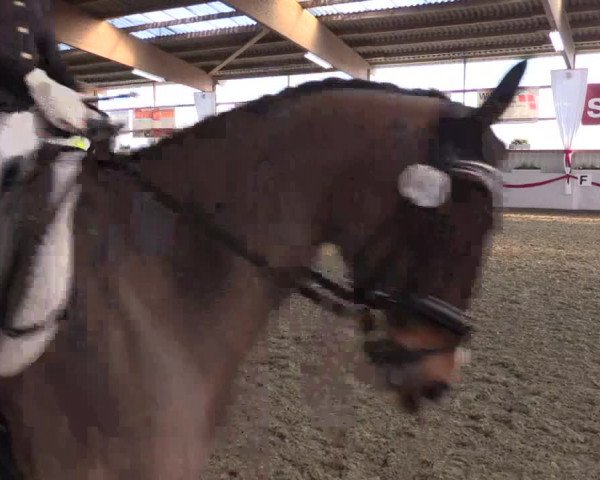 Reitturnier Rhede-Krommert 2017