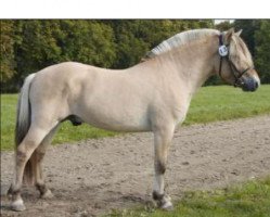 stallion Knægt Halsnæs (Fjord Horse, 2005, from Granit Halsnæs)