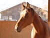 dressage horse Royal Diva K (Württemberger, 2010, from Rulaman)