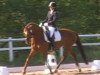 Dressurpferd Brightly (Trakehner, 2011, von Kentucky)