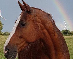 broodmare Eisfee (Hanoverian, 2001, from Escudo I)