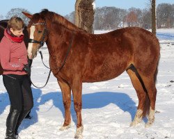 Zuchtstute Oranjehof's Happy Angel (Deutsches Reitpony, 2016, von Veenstra's Grapjas)