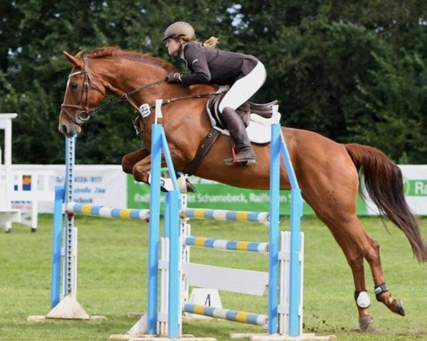 broodmare Lady H (Hanoverian, 2003, from Lauries Crusador xx)