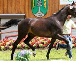 broodmare Sydney s (Hanoverian, 2014, from Stanfour 4)