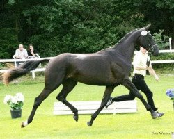 broodmare Star Light (Hanoverian, 2006, from Silvio I)