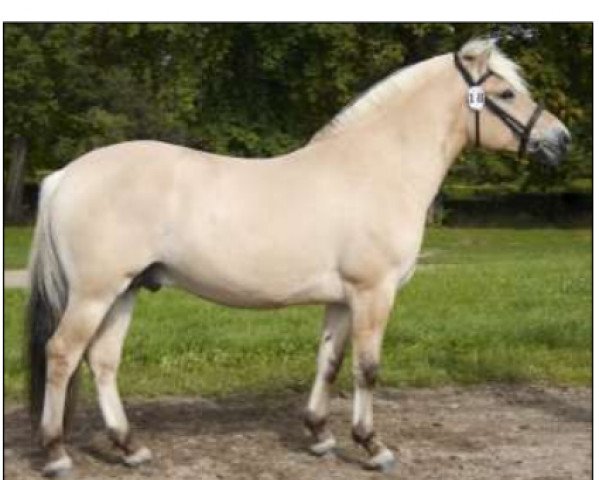 horse Kastanielystens Spunk (Fjord Horse, 2005, from Cadeau Halsnæs)