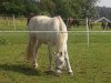 Springpferd Four Seasons Bandit (Welsh-Cob (Sek. C), 2003, von Thers Billy Budd)