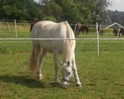 Springpferd Four Seasons Bandit (Welsh-Cob (Sek. C), 2003, von Thers Billy Budd)