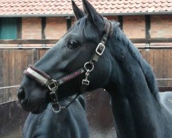 broodmare Devita (Hanoverian, 2013, from Don Index)