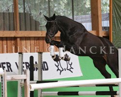 dressage horse Havida Kara (Trakehner, 2012, from All Inclusive)