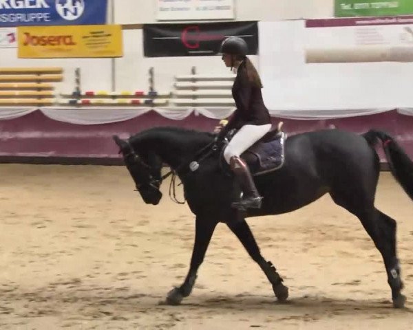 Reitturnier Eicherloh RH Laurent 2017