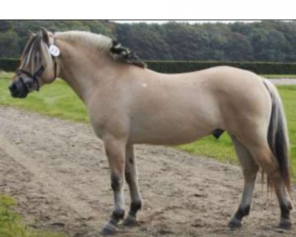 stallion Kalle Halsnæs (Fjord Horse, 2005, from Pikant Halsnæs )