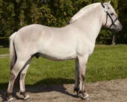 stallion Hashagens D-Mark (Fjord Horse, 2005, from Trøstrupgårds Askøy)