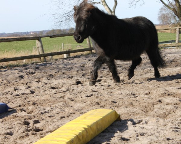 broodmare Davita of Baltic Sea (Shetland Pony, 2010, from Buchido of Baltic Sea)