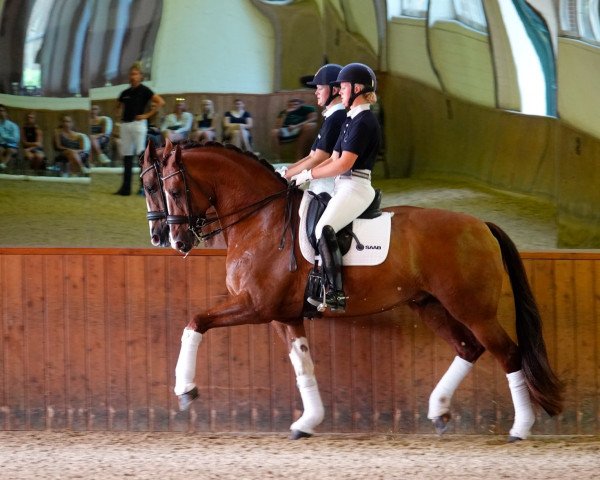 Dressurpferd Eddieni (Koninklijk Warmbloed Paardenstamboek Nederland (KWPN), 2009, von Glock's Johnson Tn)