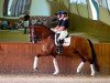 dressage horse Eddieni (KWPN (Royal Dutch Sporthorse), 2009, from Glock's Johnson Tn)