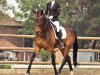 dressage horse Baumann's Casanova (Westphalian, 2009, from Conteur)