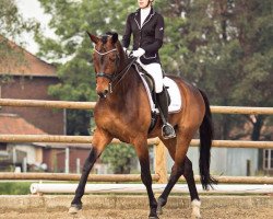 dressage horse Baumann's Casanova (Westphalian, 2009, from Conteur)