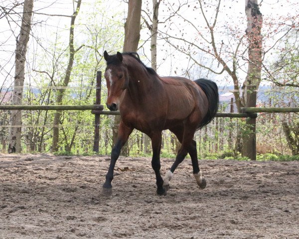 horse Gerice (Hanoverian, 2003, from Grand Cru)