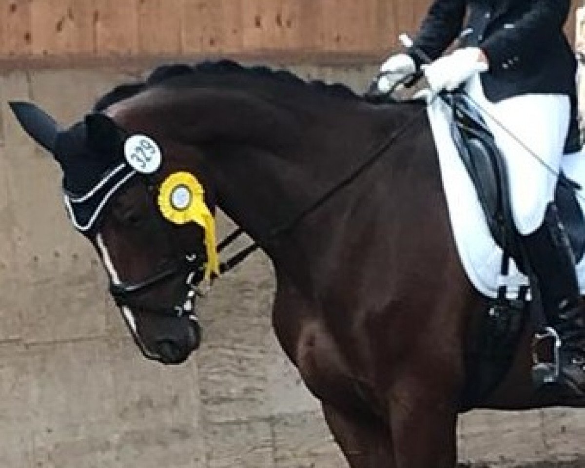 jumper Quentchen Gluck 15 (Hanoverian, 2011, from FRH Quaid)