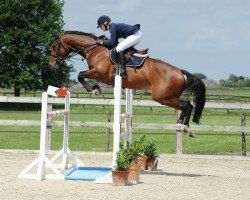 broodmare Brikibo vd Bosbeek (KWPN (Royal Dutch Sporthorse), 2006, from Concorde)