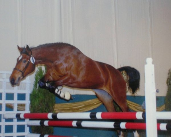 broodmare Athena van de Bosbeek (Belgian Warmblood, 2000, from Concorde)