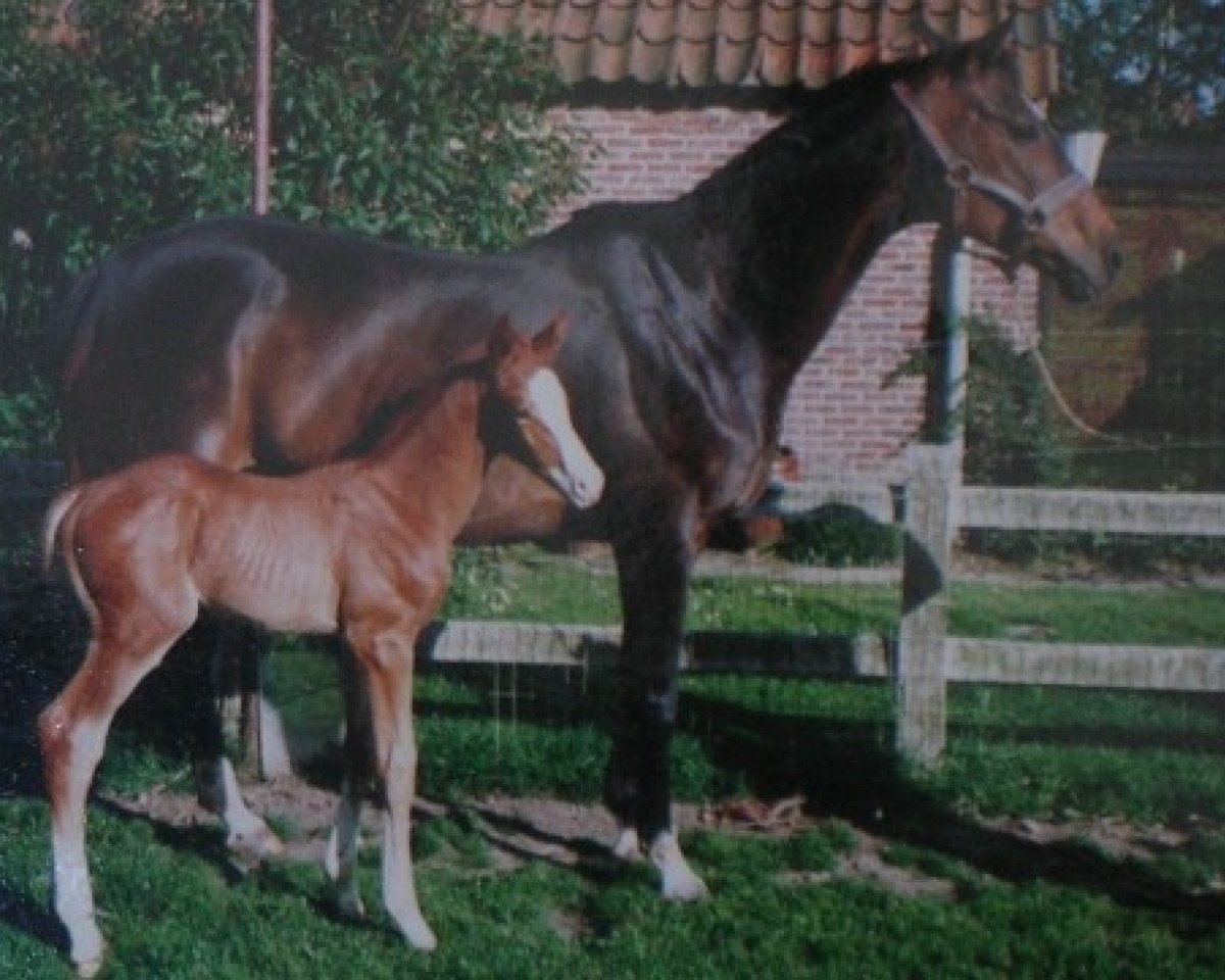broodmare Liou xx (Thoroughbred, 1980, from Tyrant xx)