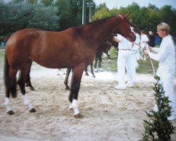 Zuchtstute Natalma (Belgisches Warmblut, 1990, von Pachat II)