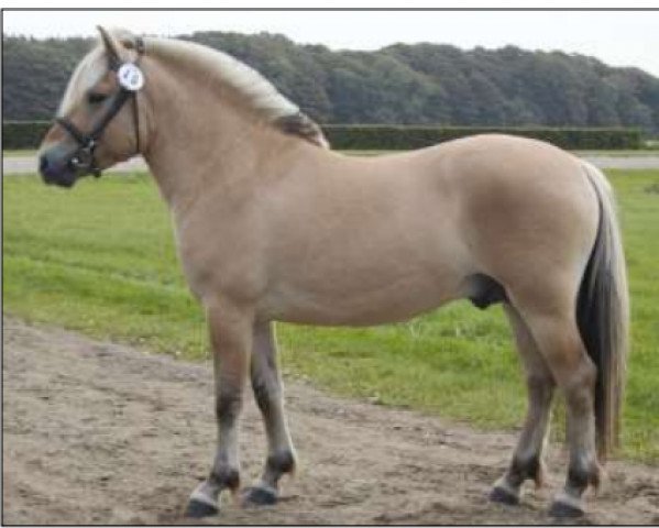 horse Capi (Fjord Horse, 2005, from Cadeau Halsnæs)