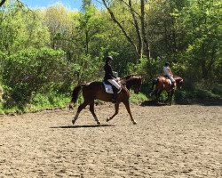 dressage horse Sir Gromit (Oldenburg, 2007, from St. Moritz)