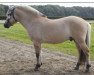 horse Birkens Rubin (Fjord Horse, 2005, from Fjordens Marcus)