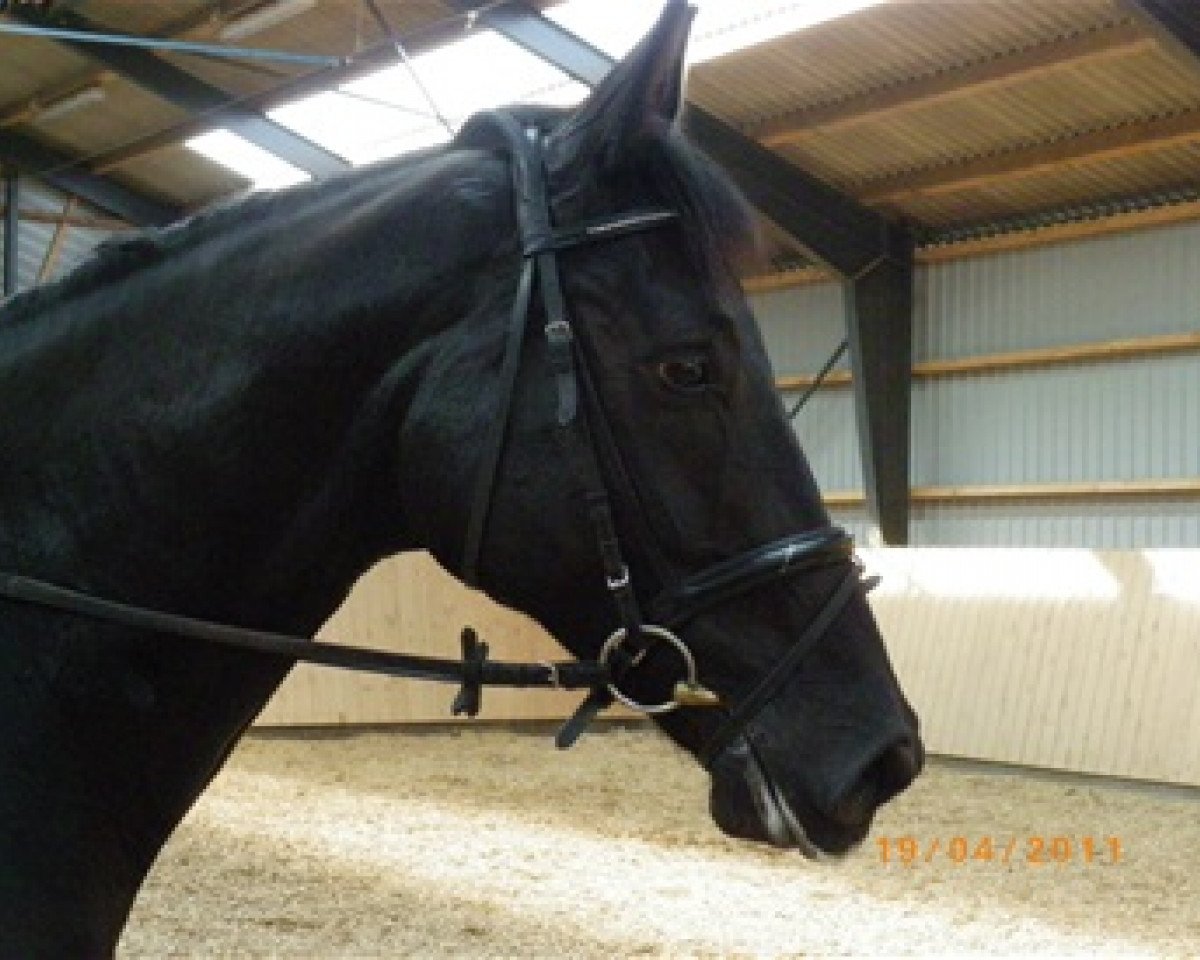 dressage horse Django (Hanoverian, 2006, from de Noir 3)
