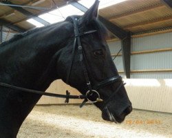 dressage horse Django (Hanoverian, 2006, from de Noir 3)