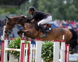 Springpferd Calcourt Falklund (Anglo Europäisches Sportpferd, 2005, von Oklund)